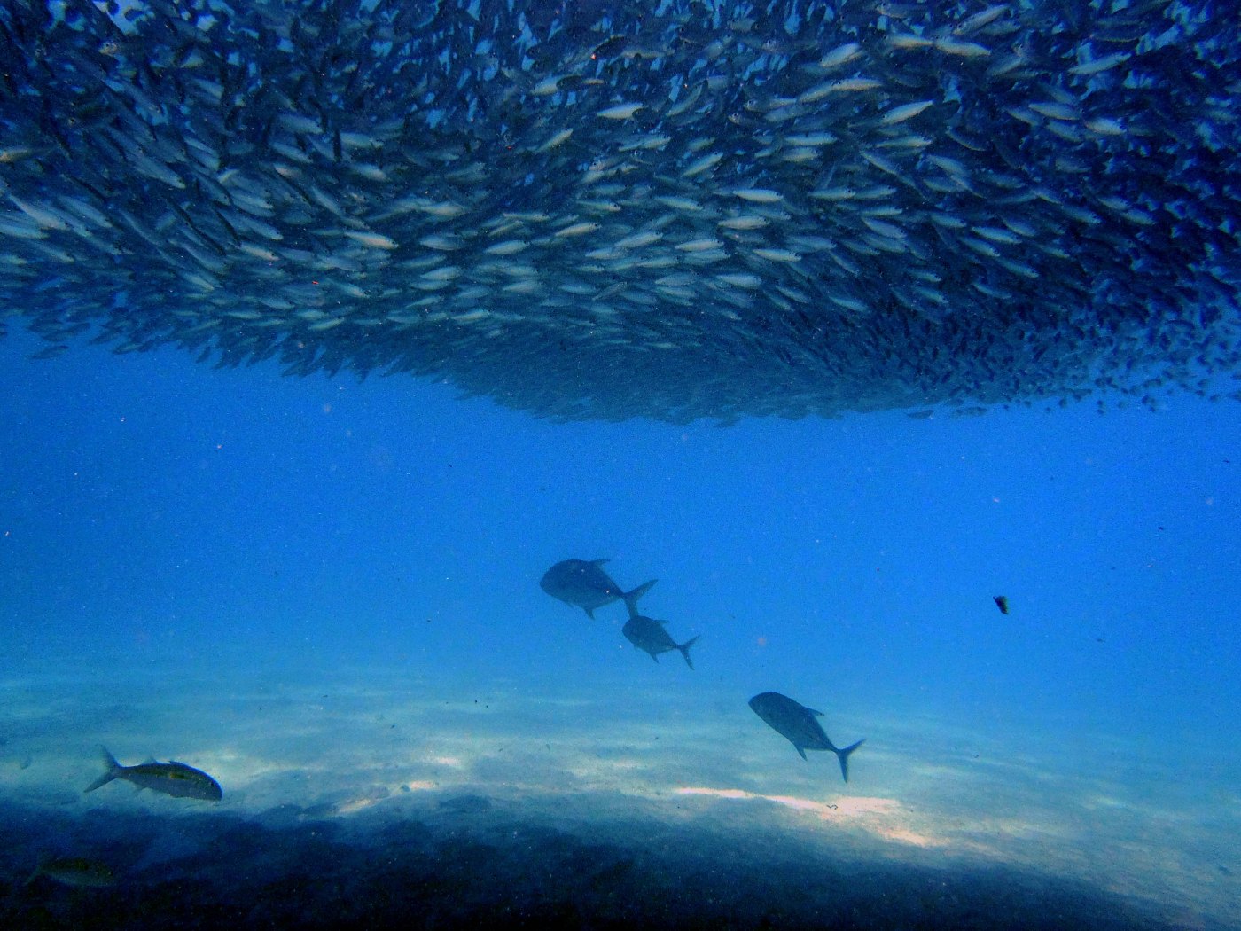 banc de sardines et carangues